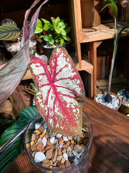 Caladium Tapestry 如煙彩葉芋