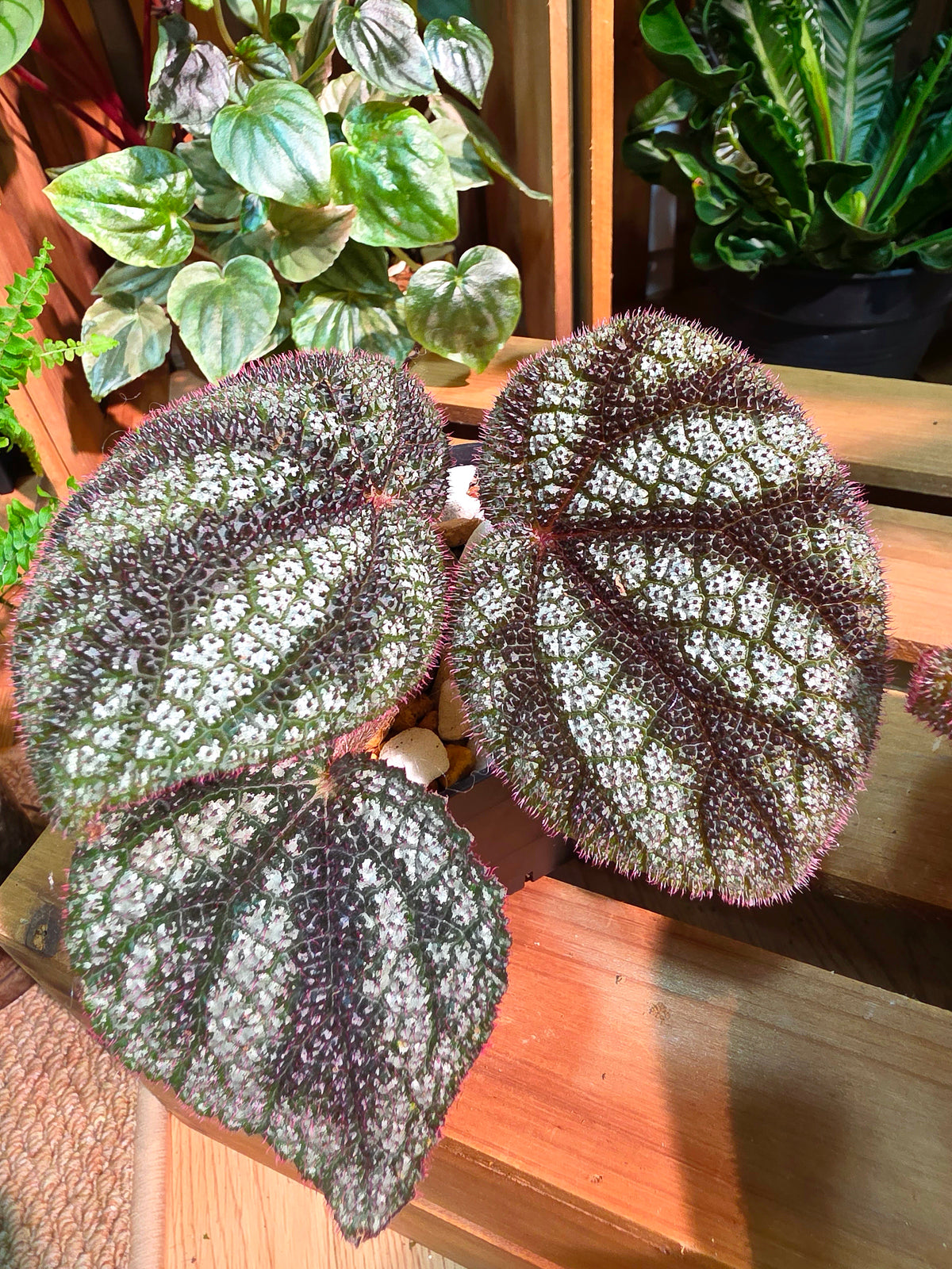 Begonia masoniana diamond 鑽石鐵十字秋海棠