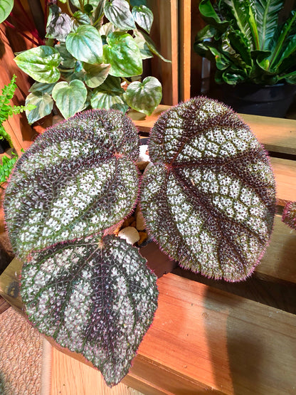 Begonia masoniana diamond 鑽石鐵十字秋海棠