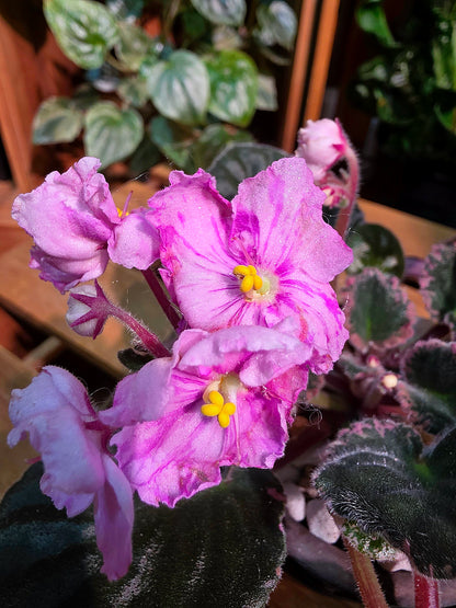 Streptocarpus ionqnthus 非洲紫羅蘭 - 春曉