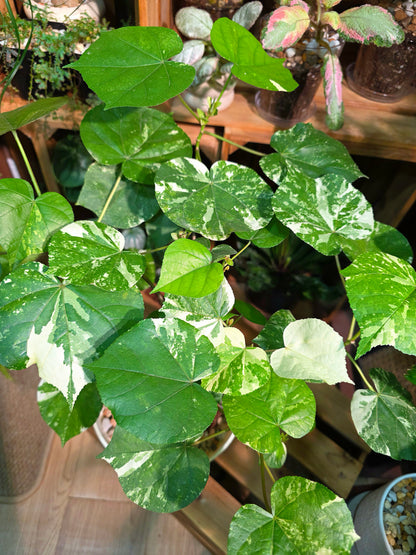 Hibiscus tiliaceus Tricolor 花葉黃槿