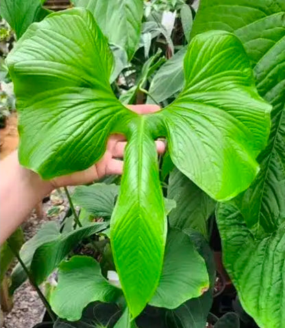 Anthurium draconopterum 龍形花燭