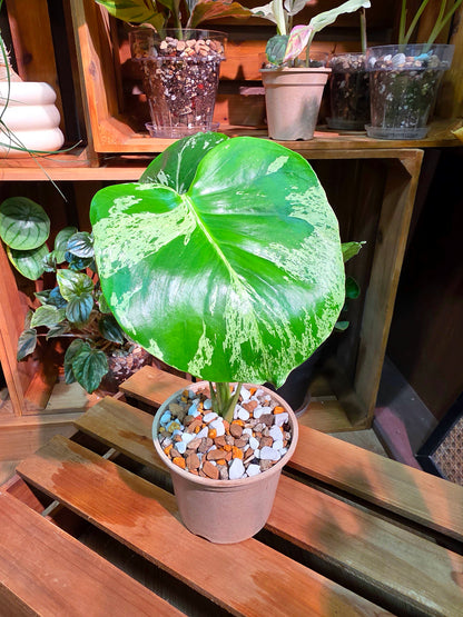 Monstera deliciosa Bulbasaur 妙蛙種子龜背竹