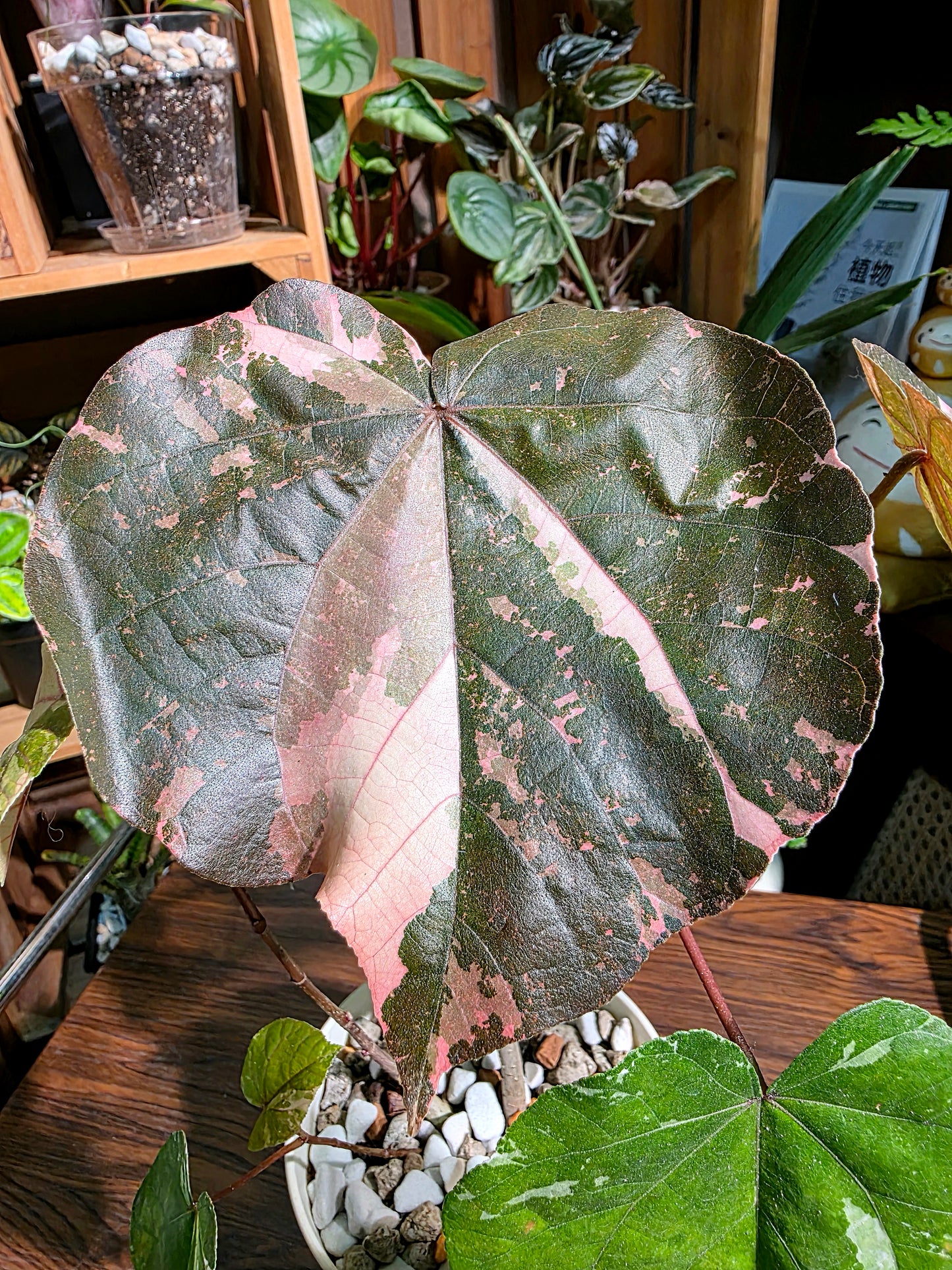 Hibiscus tiliaceus tricolor 花葉黃槿
