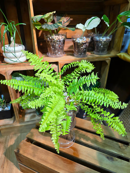 Nephrolepis exaltata 黃金波士頓蕨