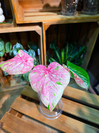 Caladium Thailand 泰國彩葉芋