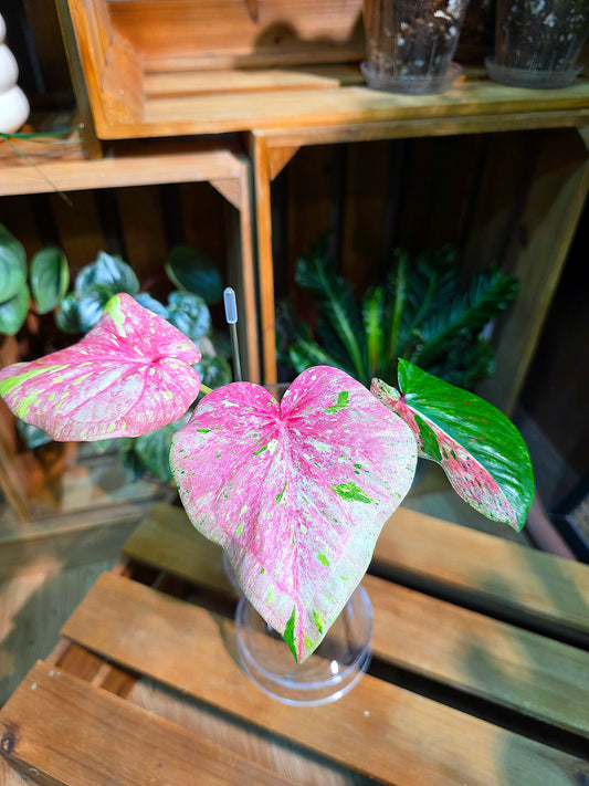Caladium Thailand