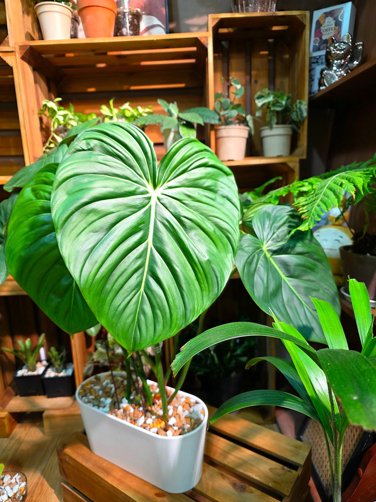 Philodendron McDowell