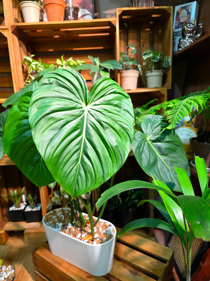 Philodendron McDowell