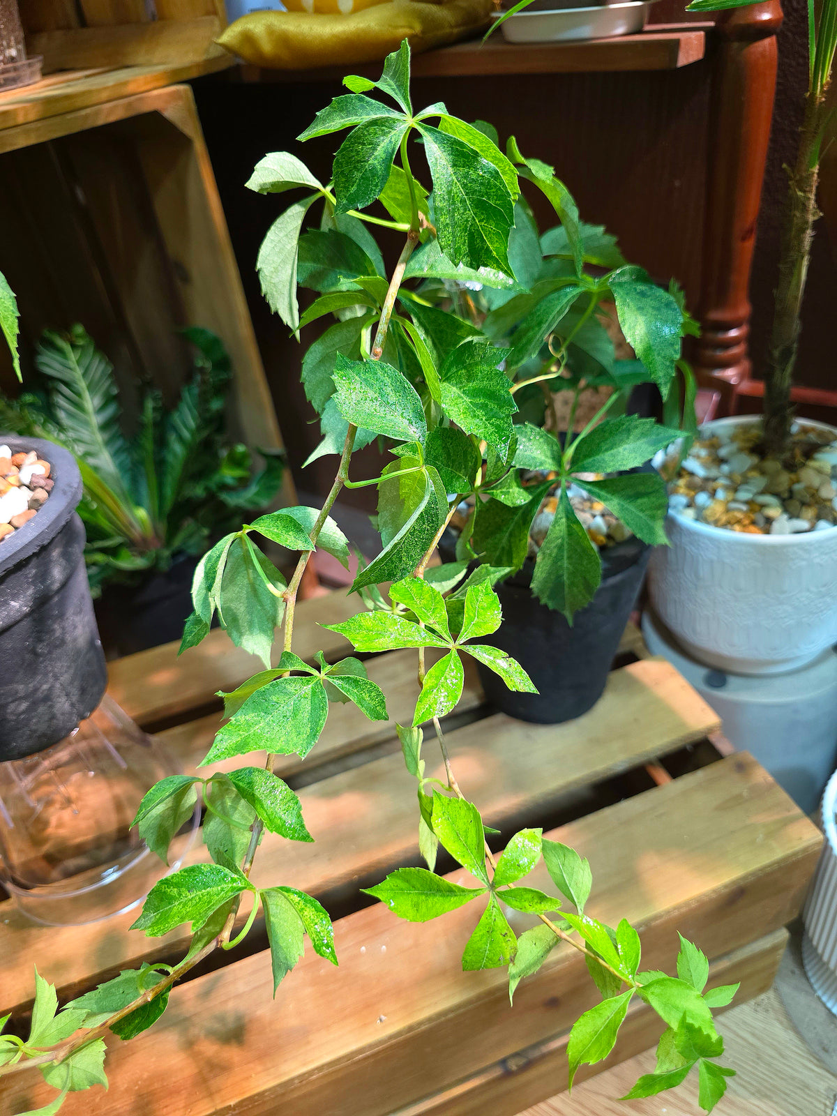 Parthenocissus quinquefolia variegated 五葉地錦星雨