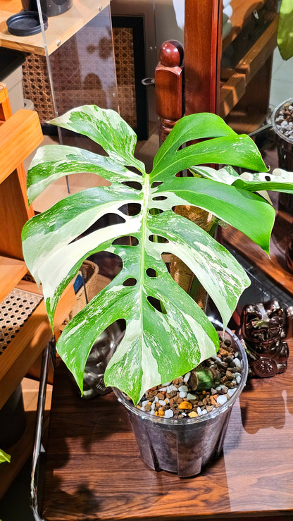 Monstera albo variegated 白斑龜背竹