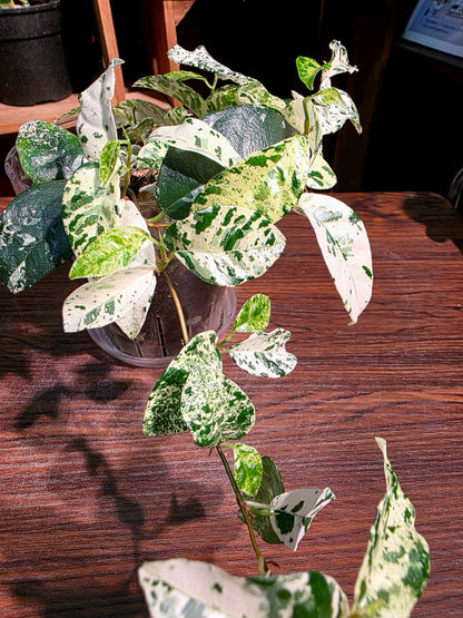 Ficus punctata variegated 馬賽克榕