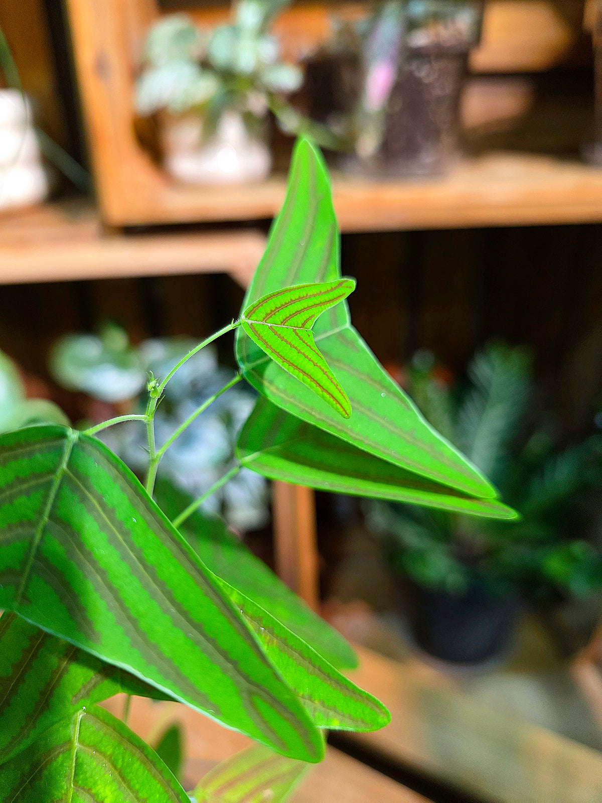 Christia vespertilionis butterfly plant