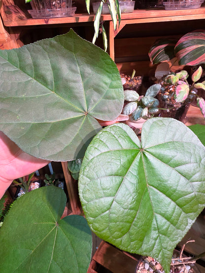 Hibiscus tiliaceus 黃槿