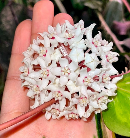Hoya Australis Lisa
