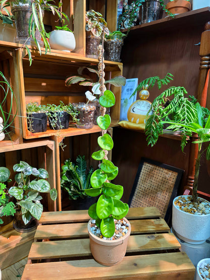 Hoya Carnosa Clinton 克林頓球蘭