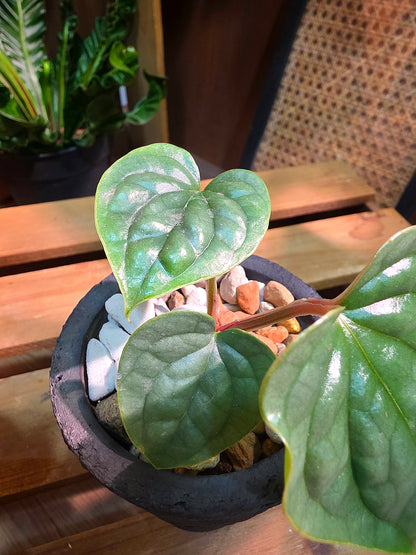 Anthurium luxurians platinum