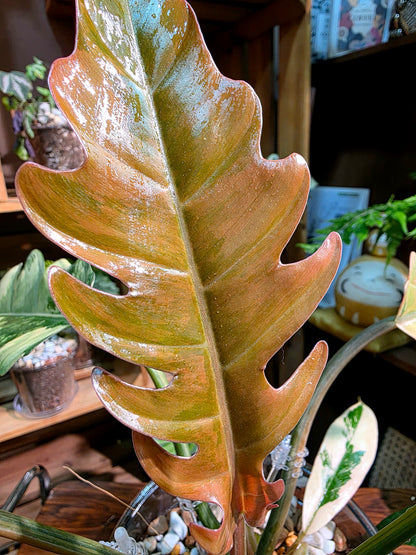 Philodendron caramel marble variegated 焦糖大理石蔓綠絨