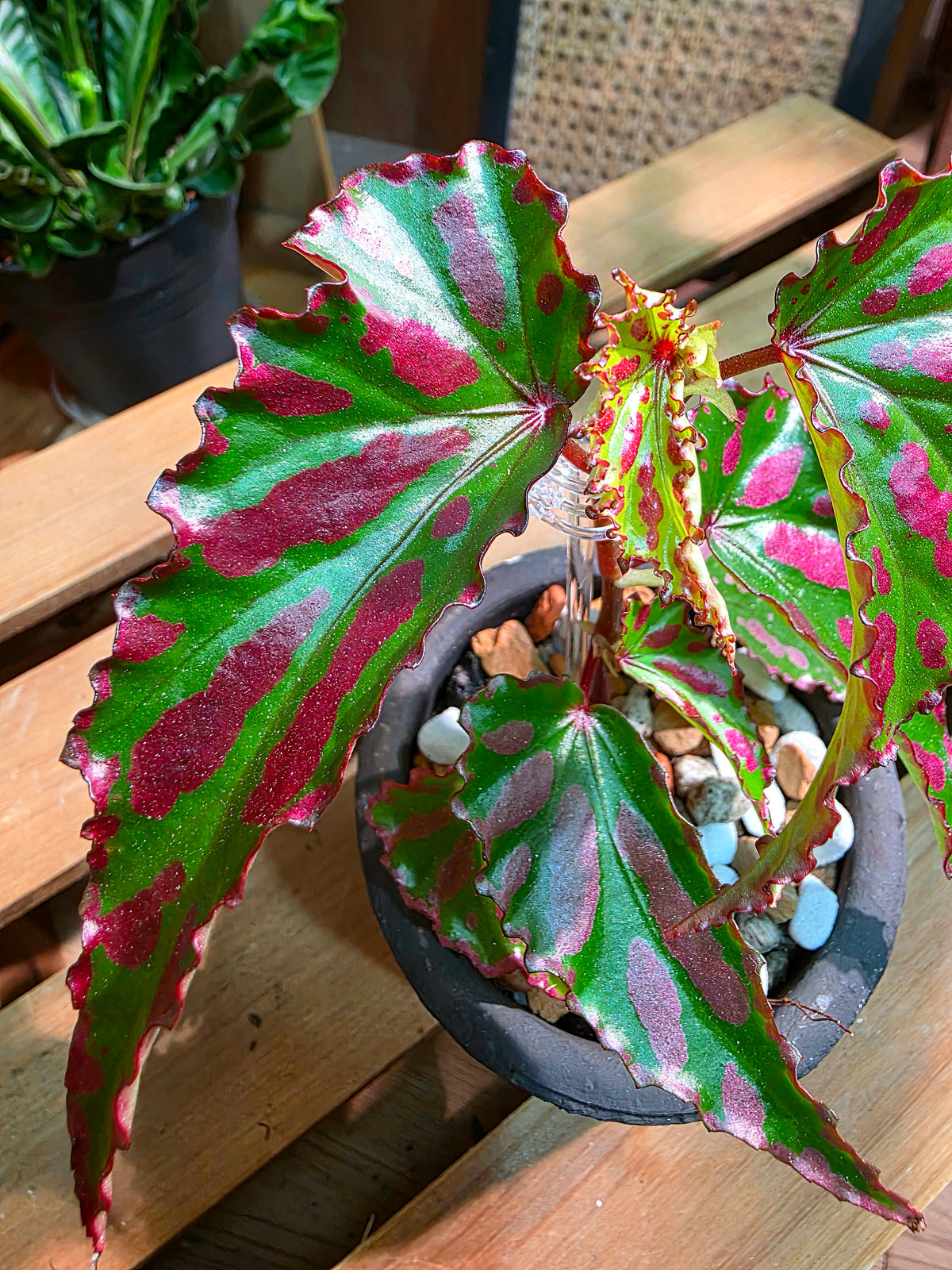 Begonia maculata variegated pink