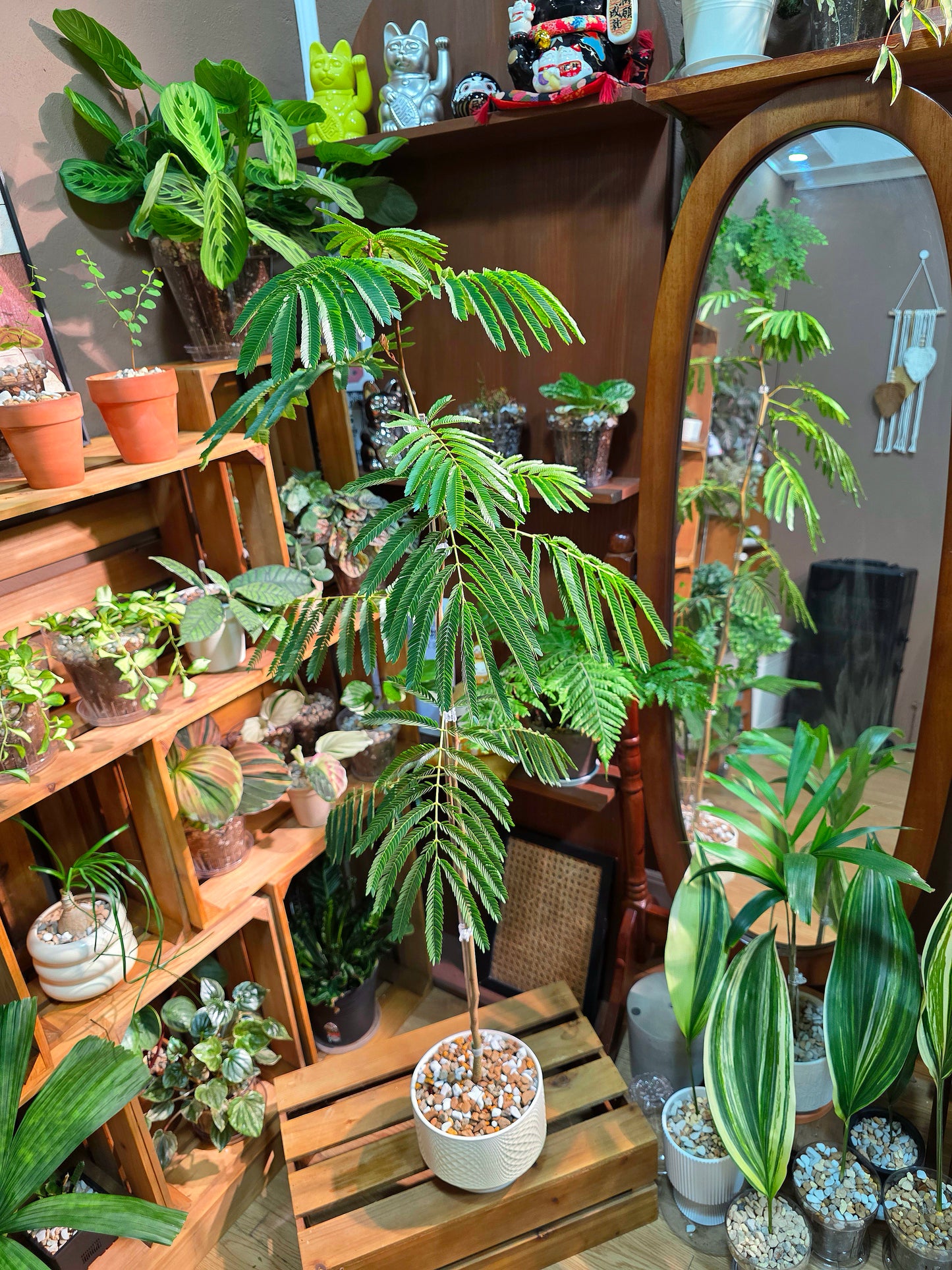Cojoba arborea (small bean tree)