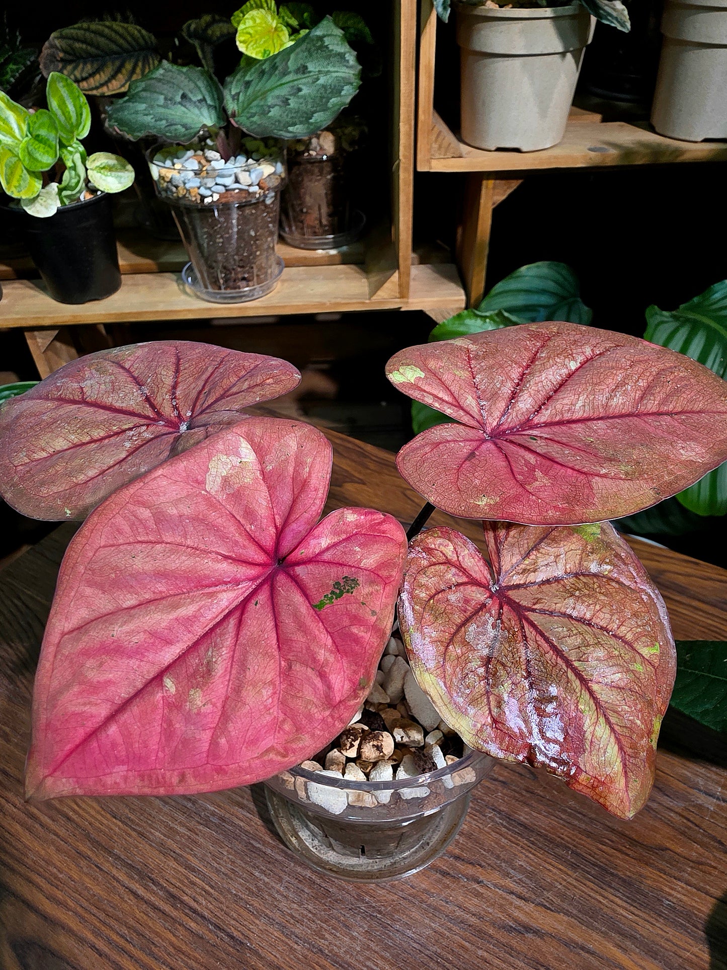 Caladium sp 櫻桃小丸子彩葉芋