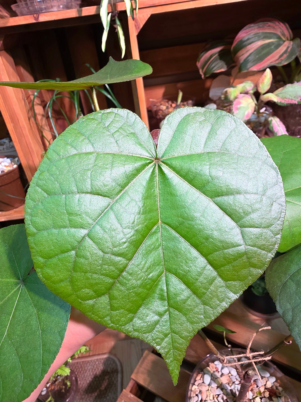 Hibiscus tiliaceus 黃槿