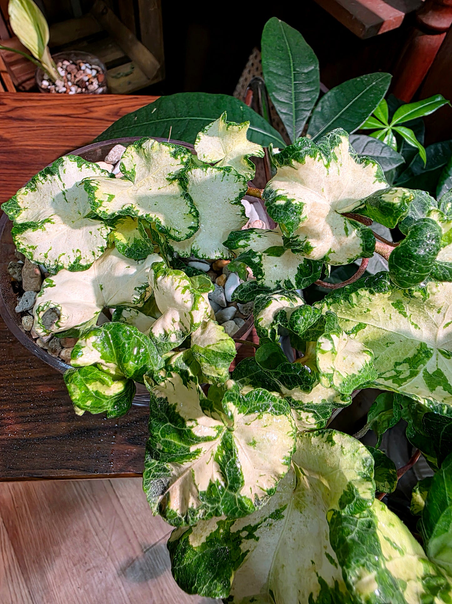 Hedera helix moonlight 雙株版月光燈常春藤