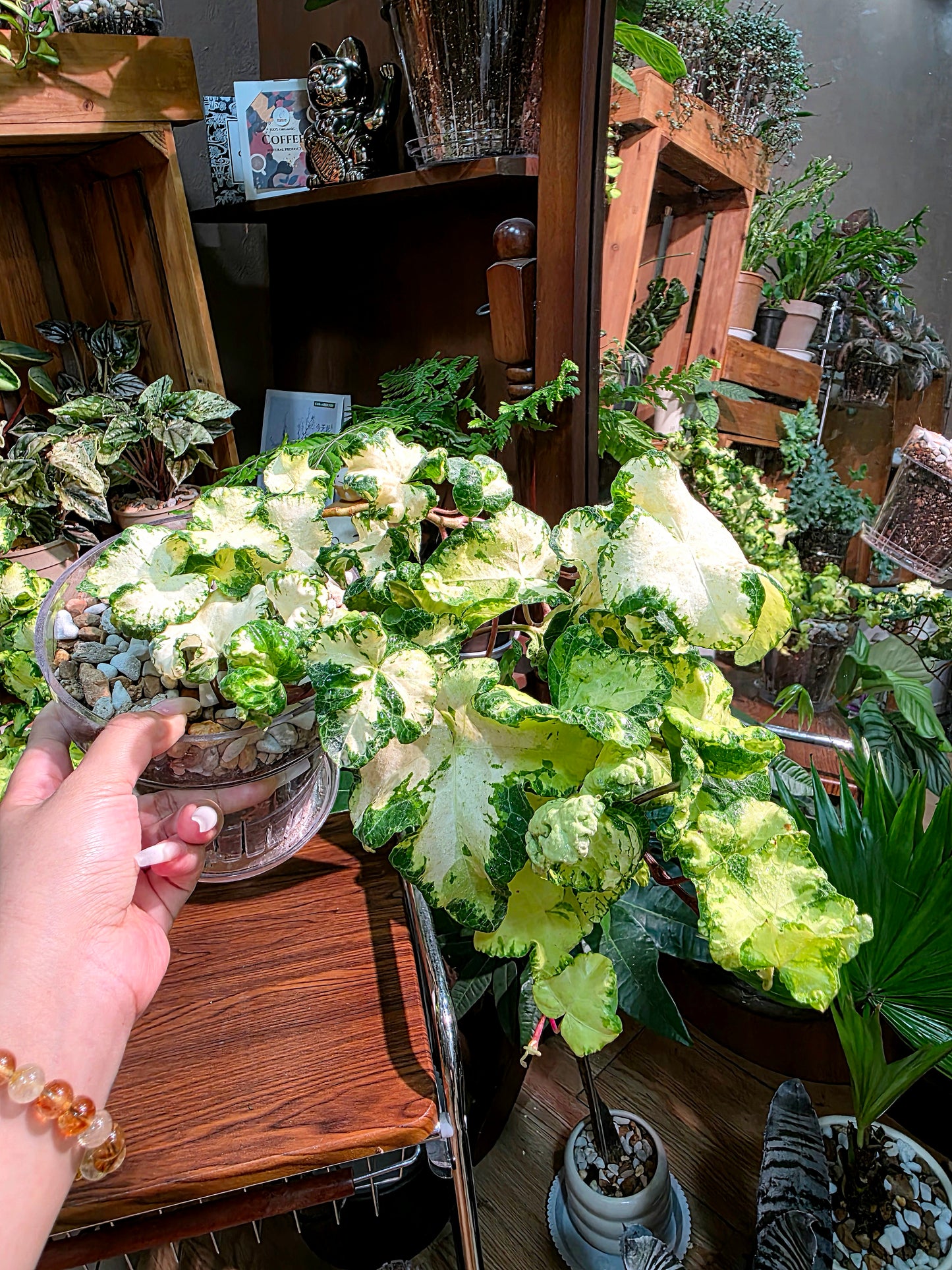 Hedera helix moonlight 雙株版月光燈常春藤