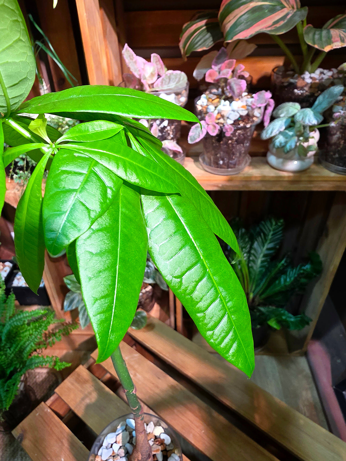 Pachira aquatica Malabar chestnut money tree