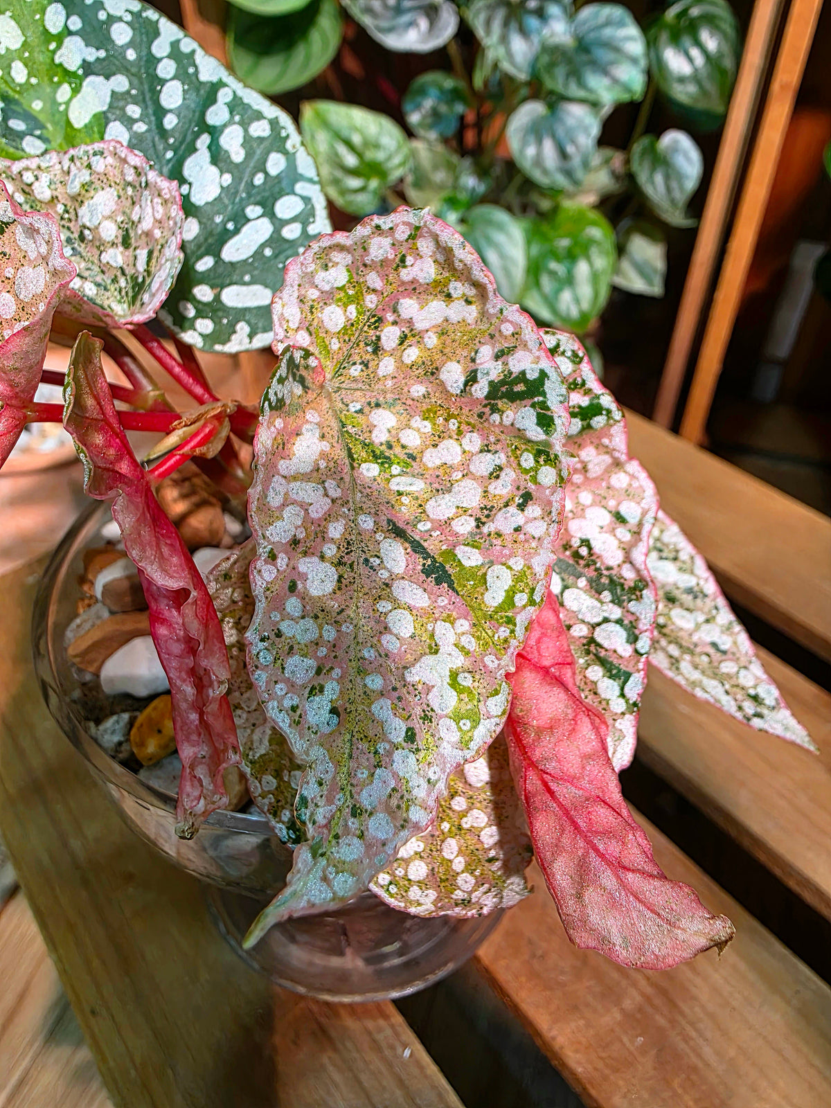 Begonia snow capped variegated 斑葉富士山秋海棠