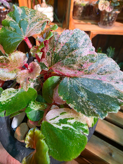 Begonia sp 粉斑貝殼秋海棠