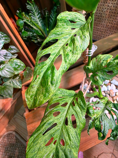 Monstera adansonii Frozen Freckles 冰凍雀斑龜背竹