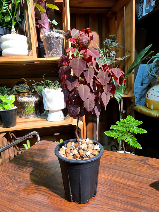 Oxali shedysaroides rubra 小紅楓