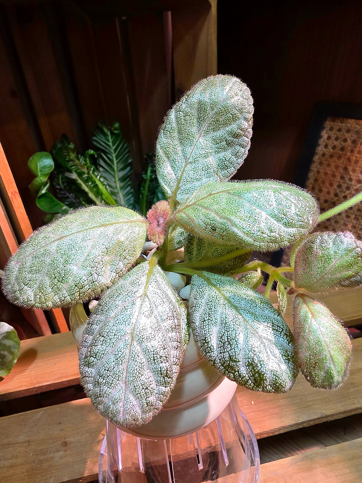 Episcia spp 銀虎喜蔭花