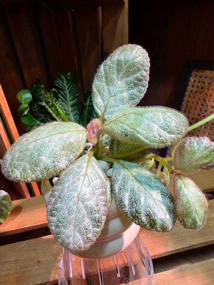 Episcia spp 銀虎喜蔭花
