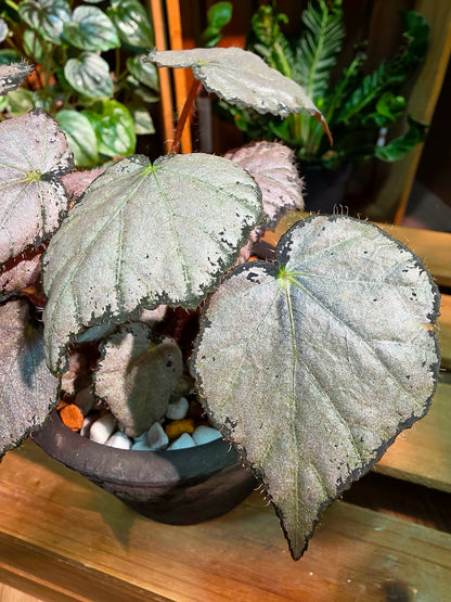 Begonia queen olympus 奧林匹斯女王秋海棠