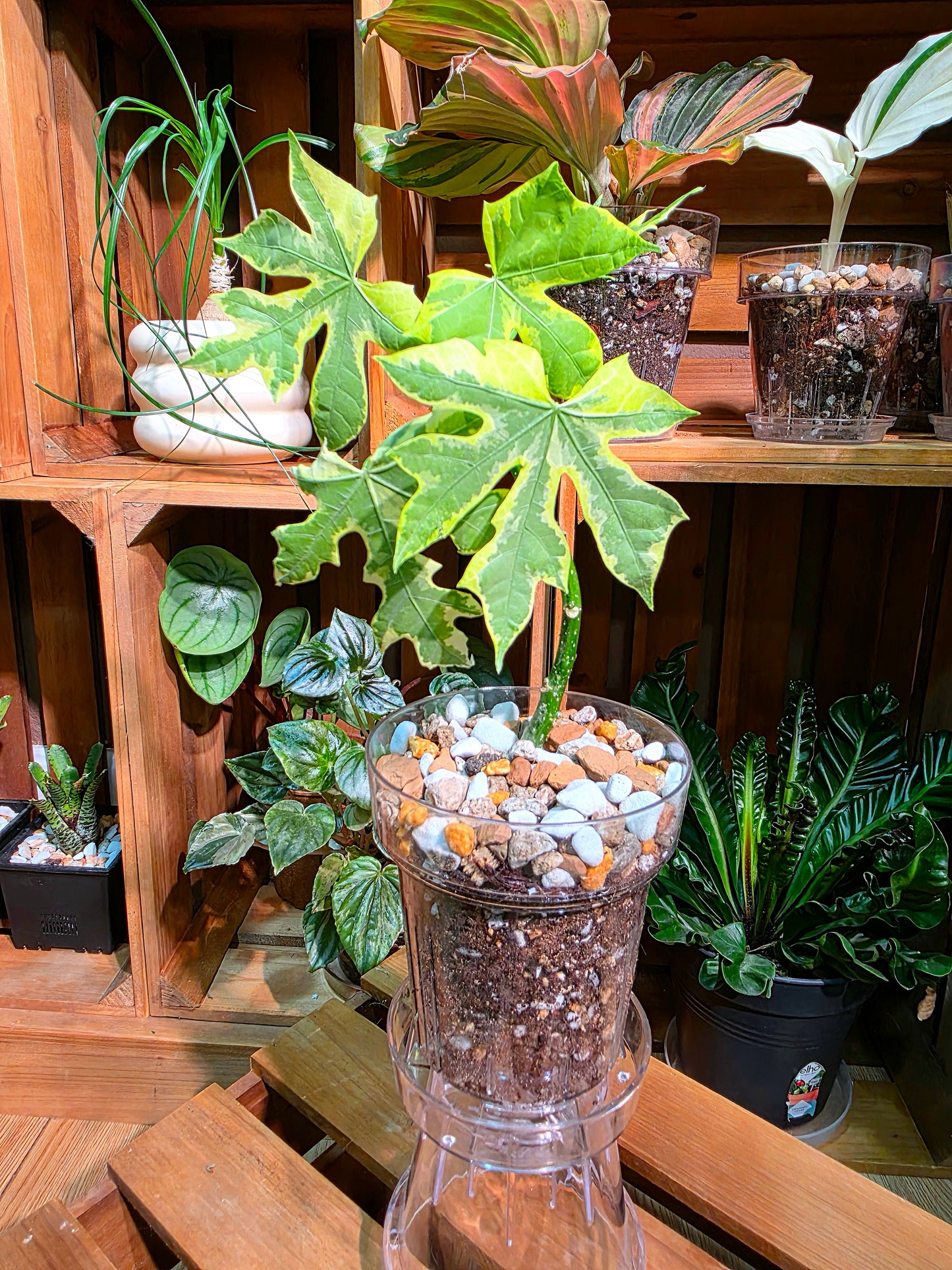 Cnidoscolus aconitifolius var. variegata