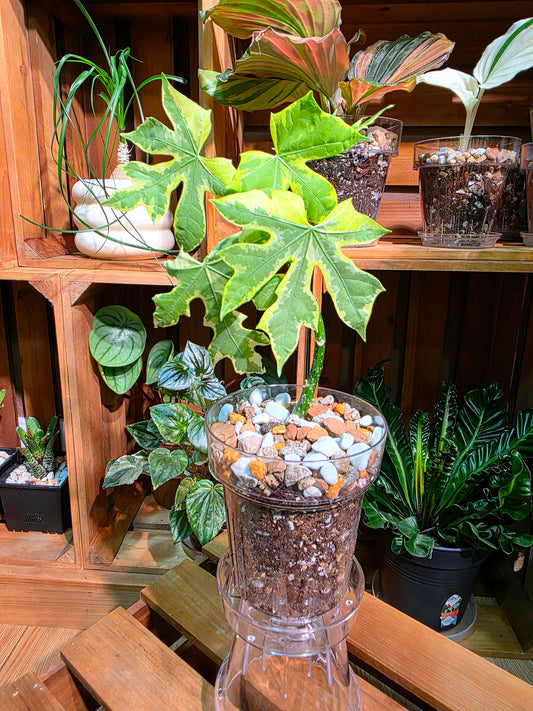 Cnidoscolus aconitifolius var. variegata