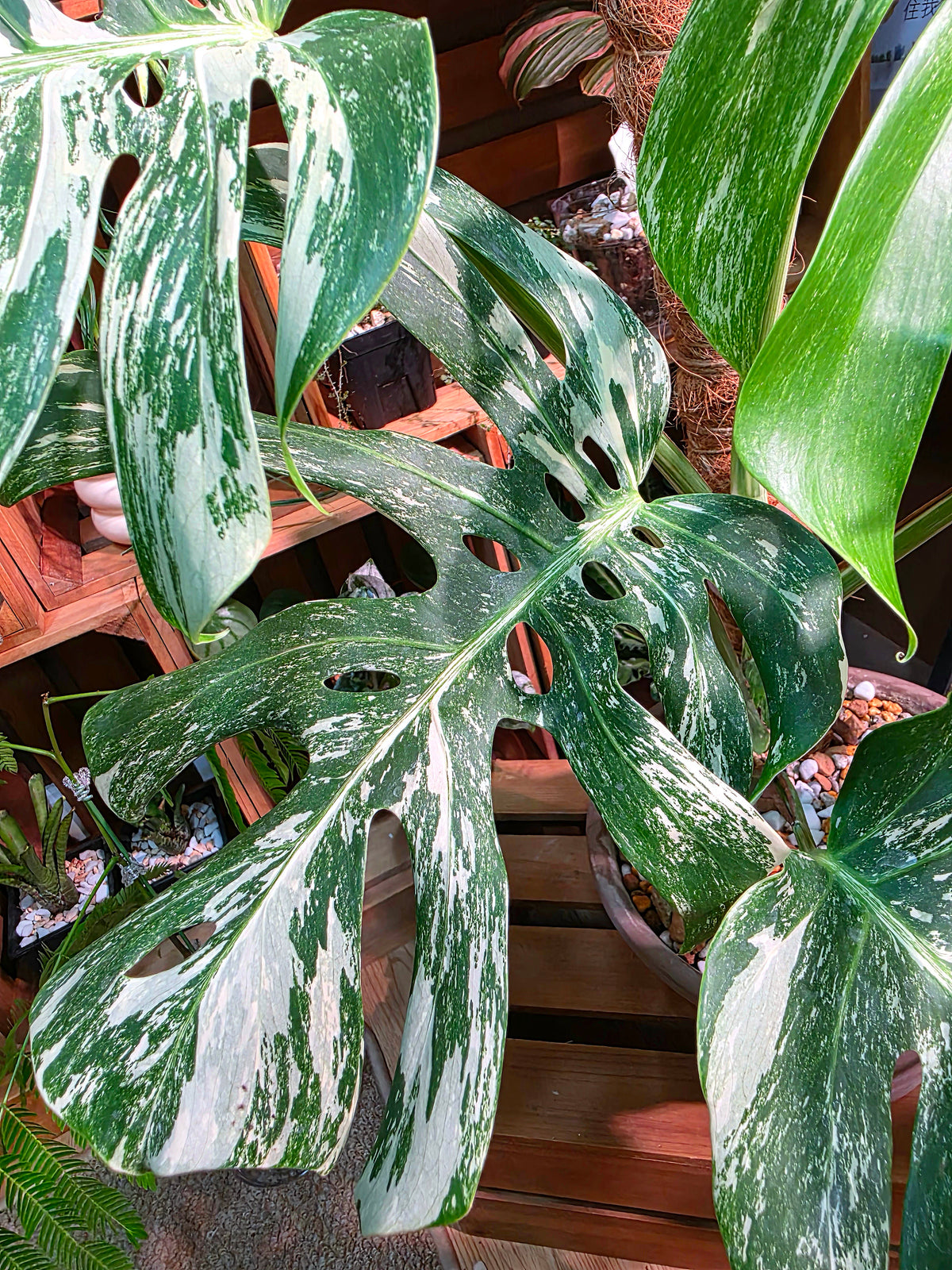 Monstera Albo Variegated