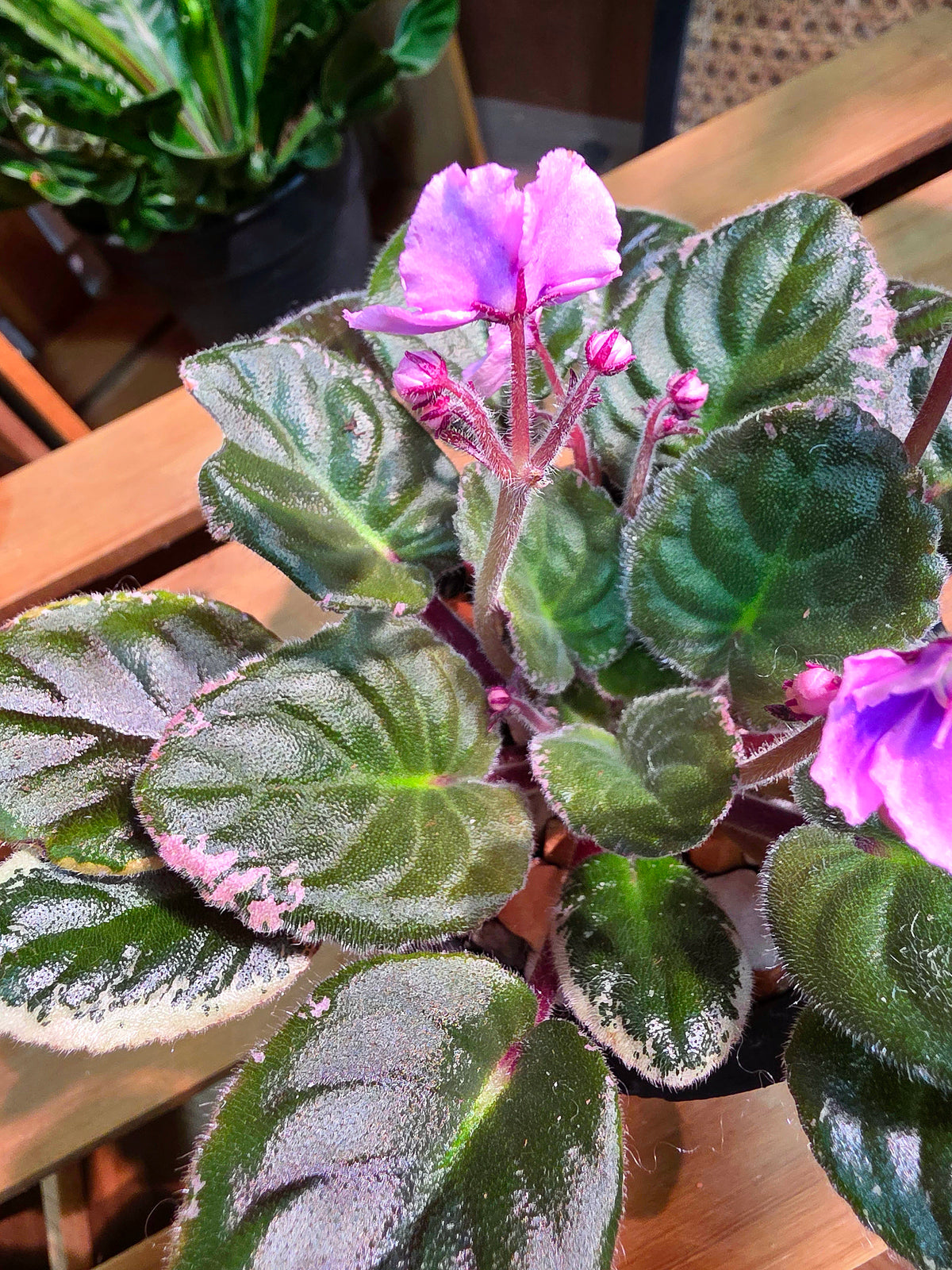 Streptocarpus ionqnthus 非洲紫羅蘭 - 粉緞