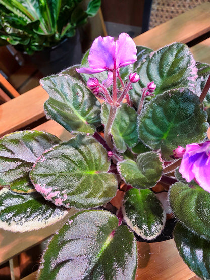 Streptocarpus ionqnthus 非洲紫羅蘭 - 粉緞