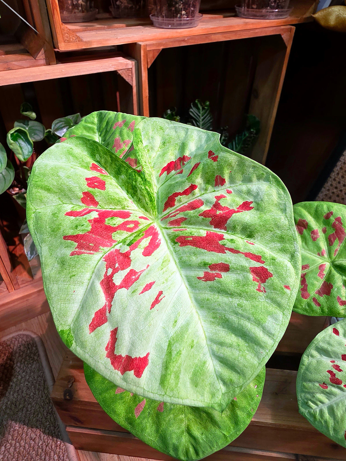 Mini Matcha Red Bean Caladium