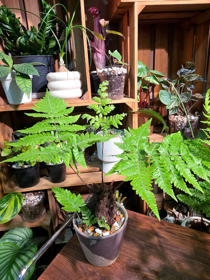 Ctenitis subglandulosa 金毛狗蕨