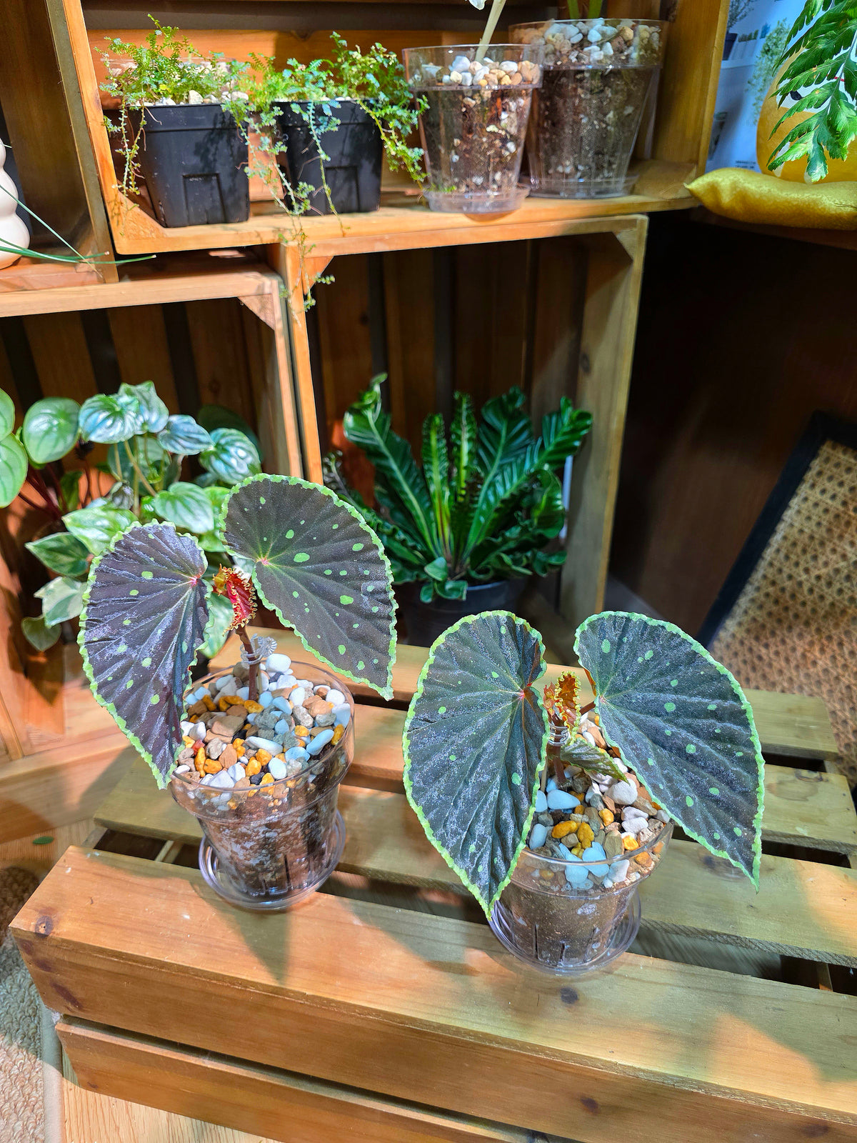 Begonia Darth Vader Green Spots 波點黑武士秋海棠
