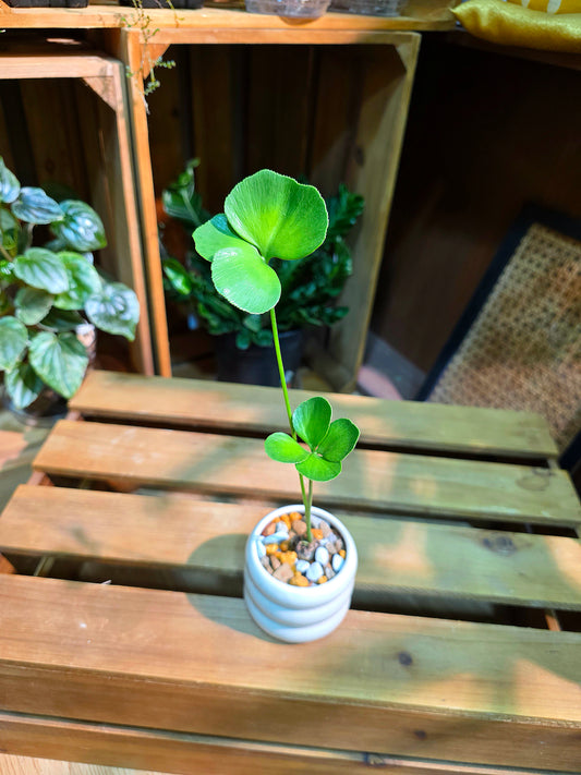 Zamia furfuracea 幸運鐵