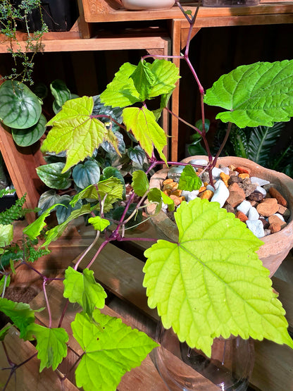 Ampelopsis Humulifolia Bge 金葉蛇葡萄