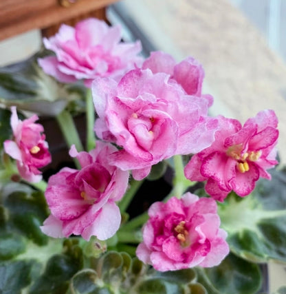Streptocarpus ionqnthus 非洲紫羅蘭 - 大理石牡丹