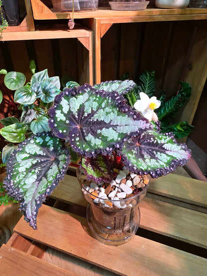Begonia Fairytale