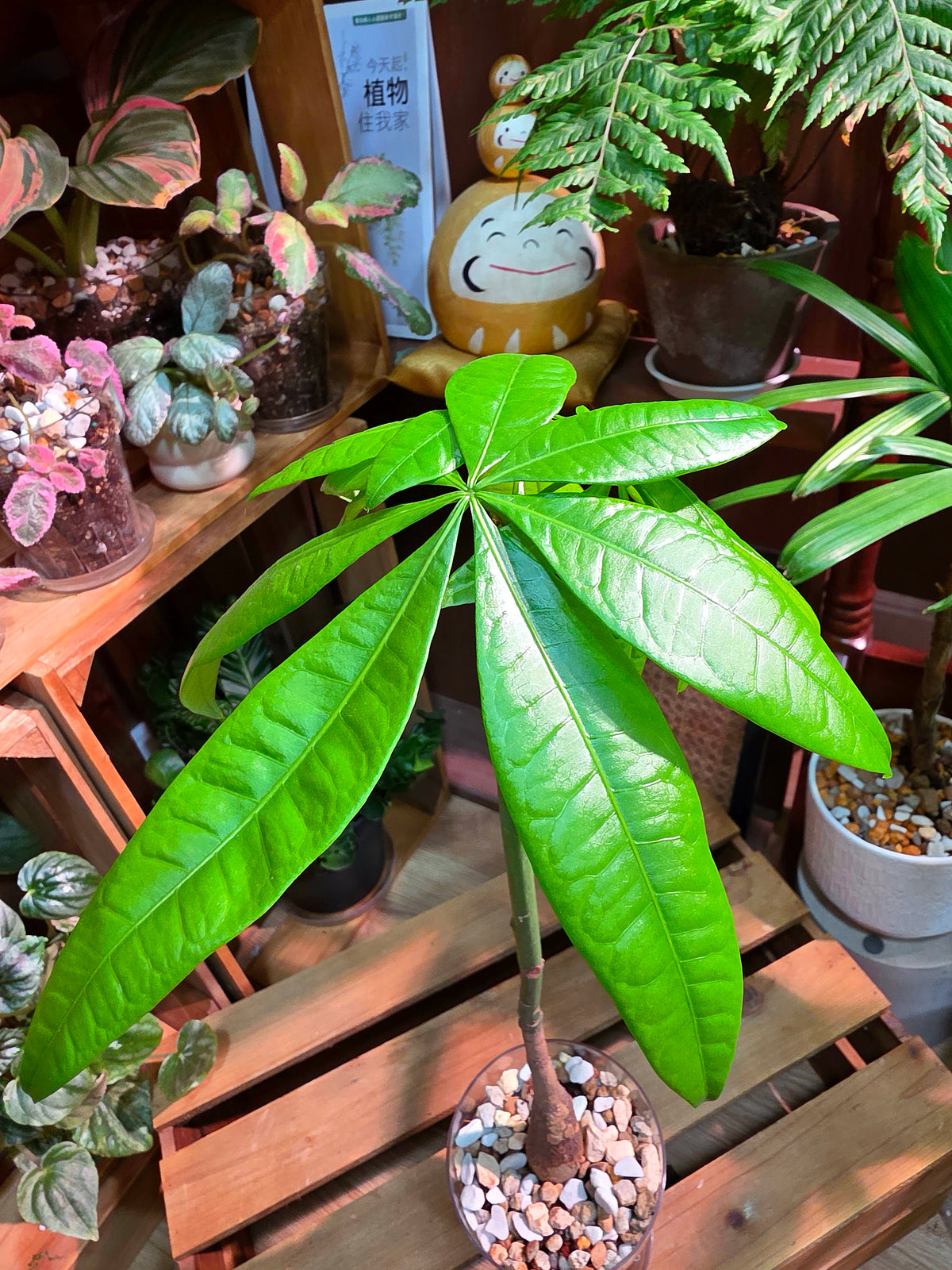 Pachira aquatica Malabar chestnut money tree