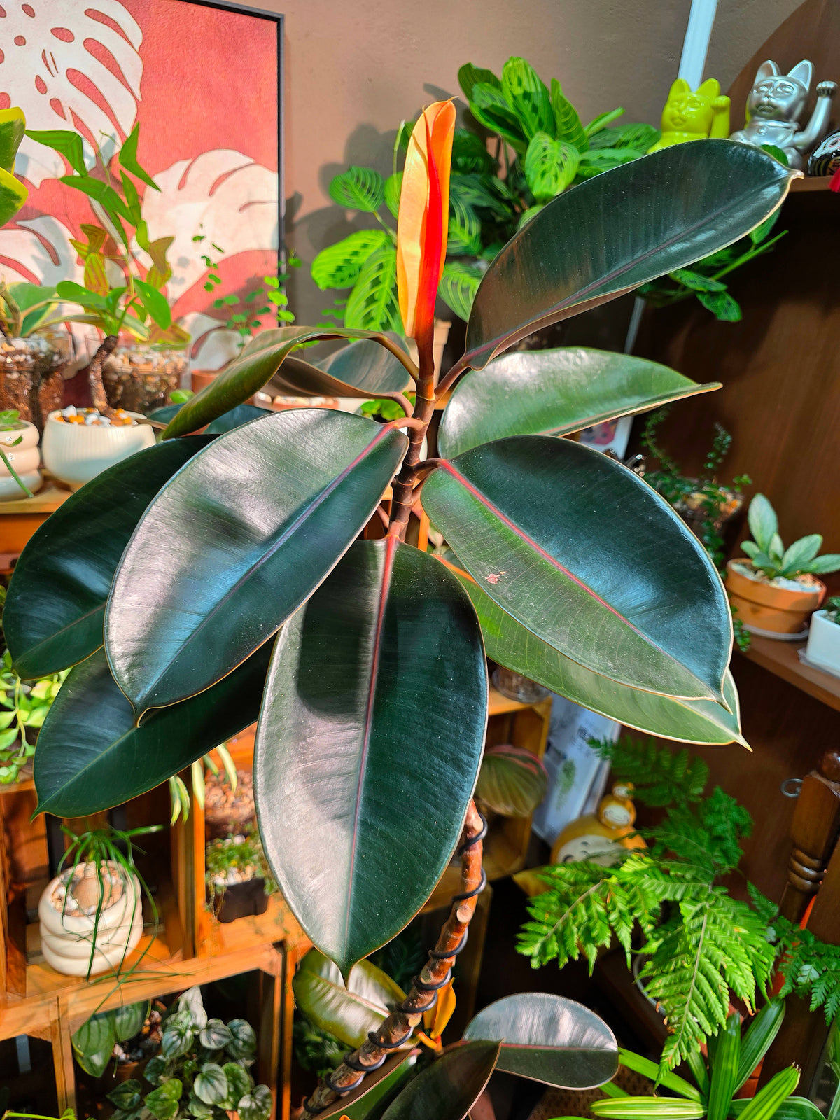 Ficus elastica robusta 黑金剛橡皮樹